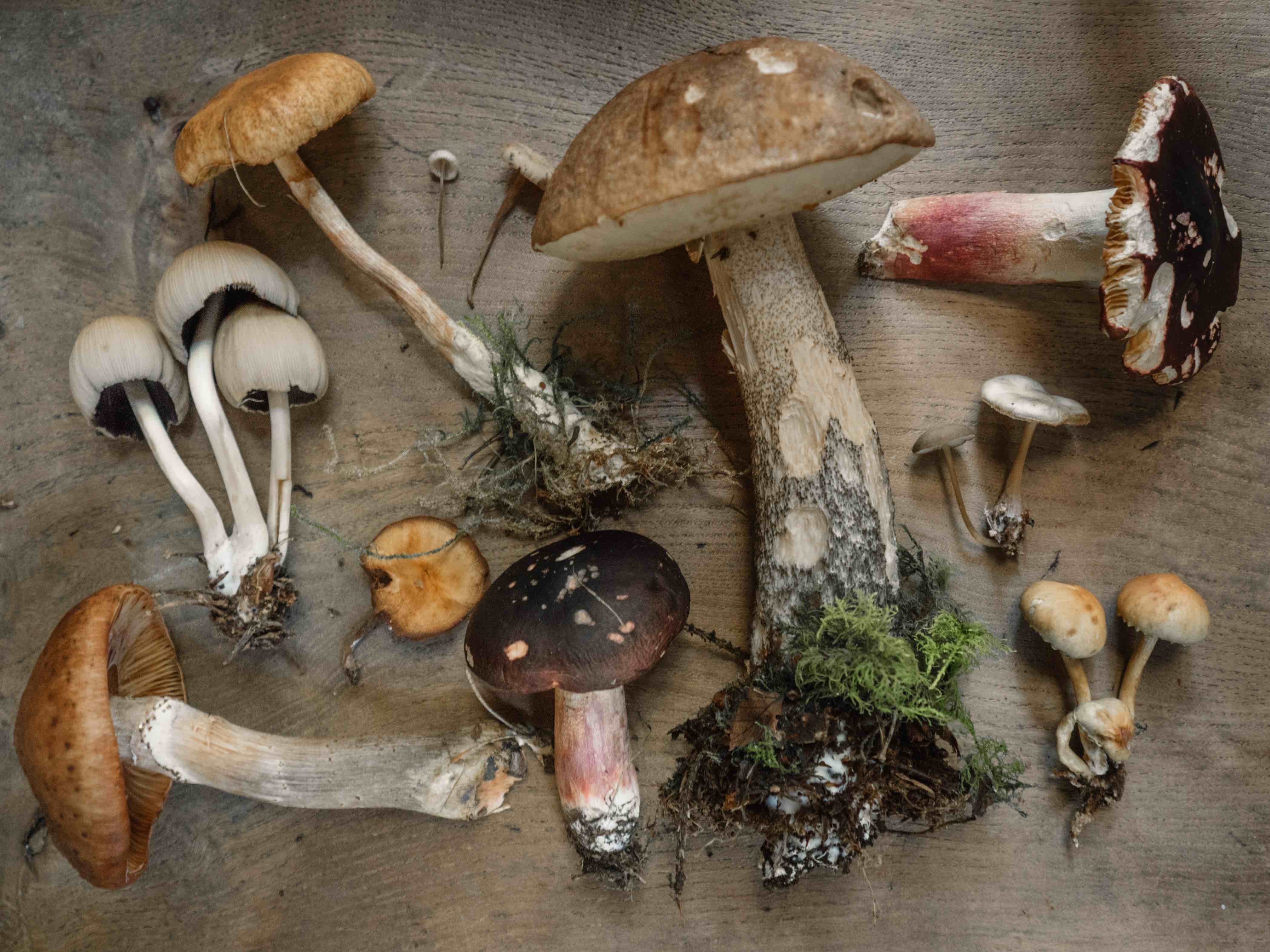 Verschiedene Waldpilze auf natürlichem Untergrund, Sammlung essbarer und giftiger Pilzarten für Bestimmung und Naturkunde