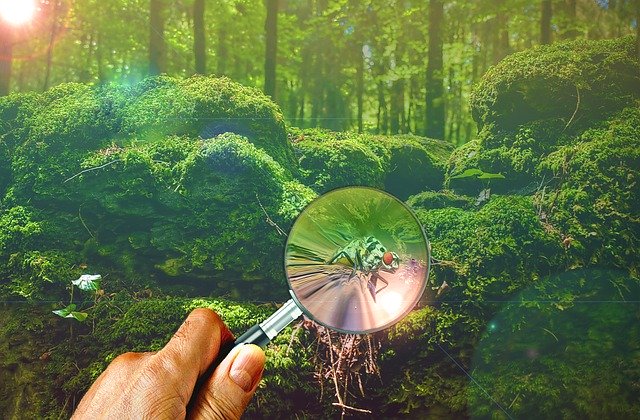 Lupe zeigt einen Käfer auf moosigem Waldboden, Detailansicht eines Insekts in natürlicher Umgebung, Naturbeobachtung und Umweltbildung