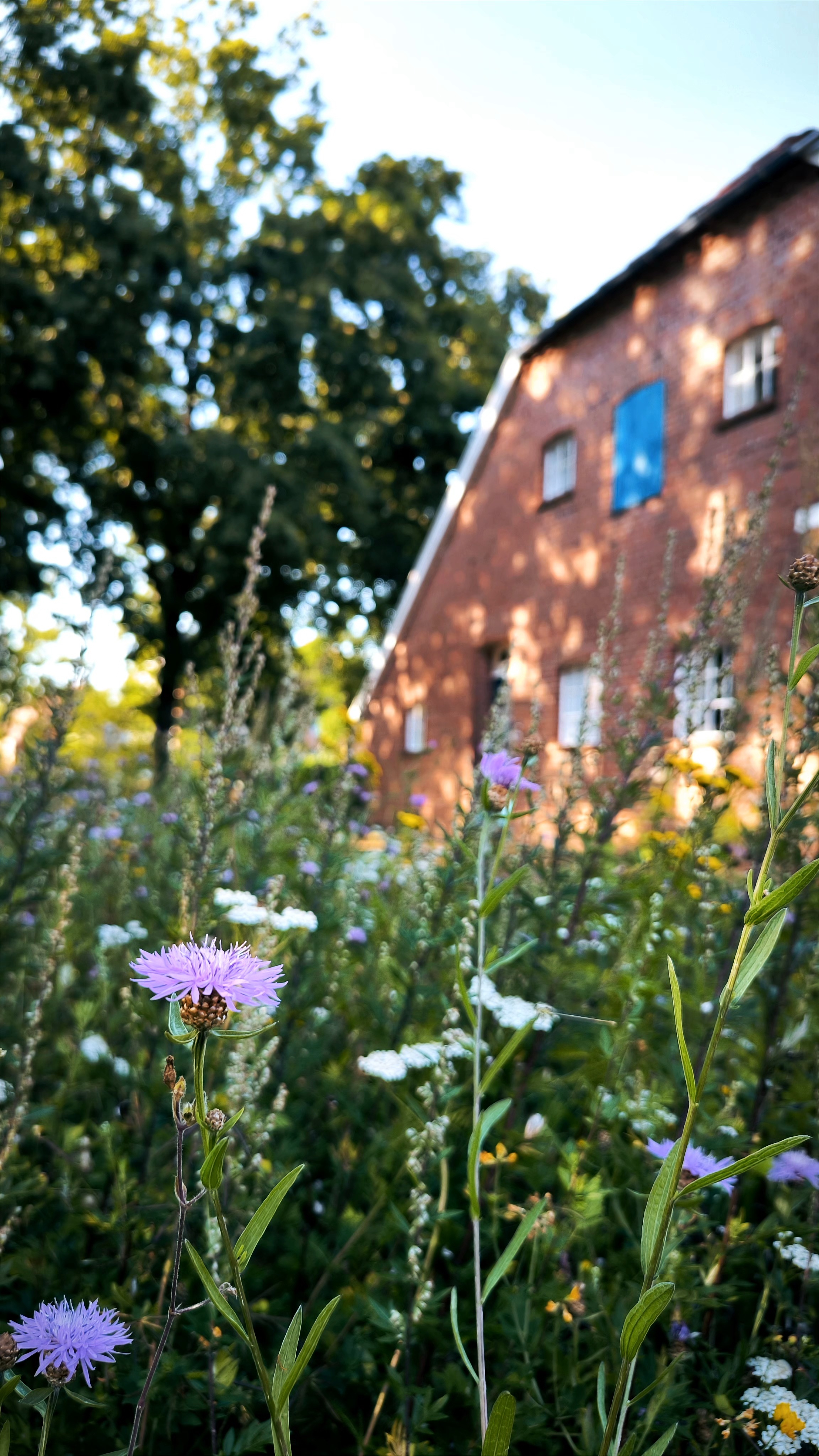 Bunte Vielfalt im Garten - Ökologische Gestaltungsideen in Kooperation mit der Stadt Friesoythe