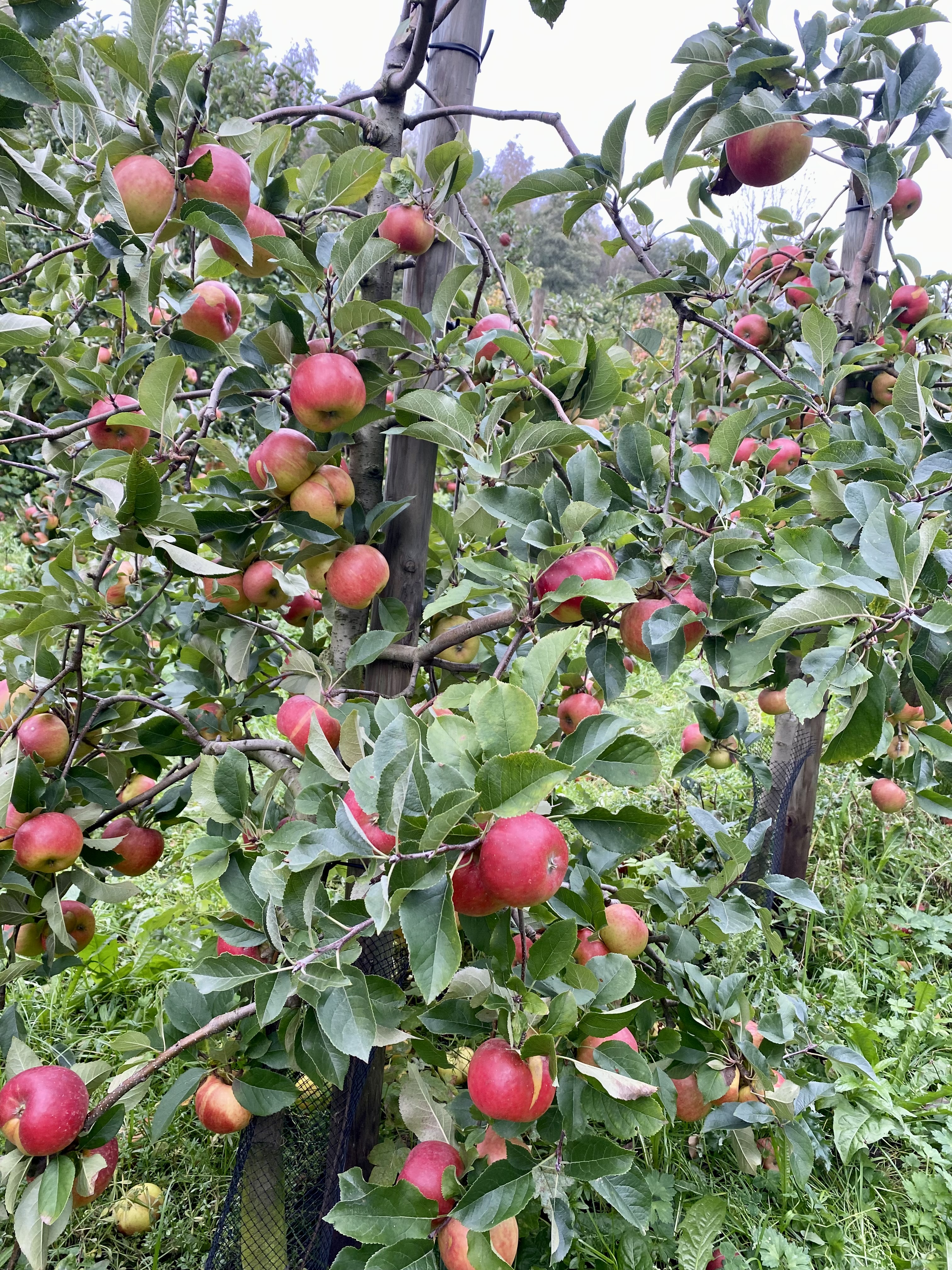 Einführung in den Winterschnitt am Apfelbaum