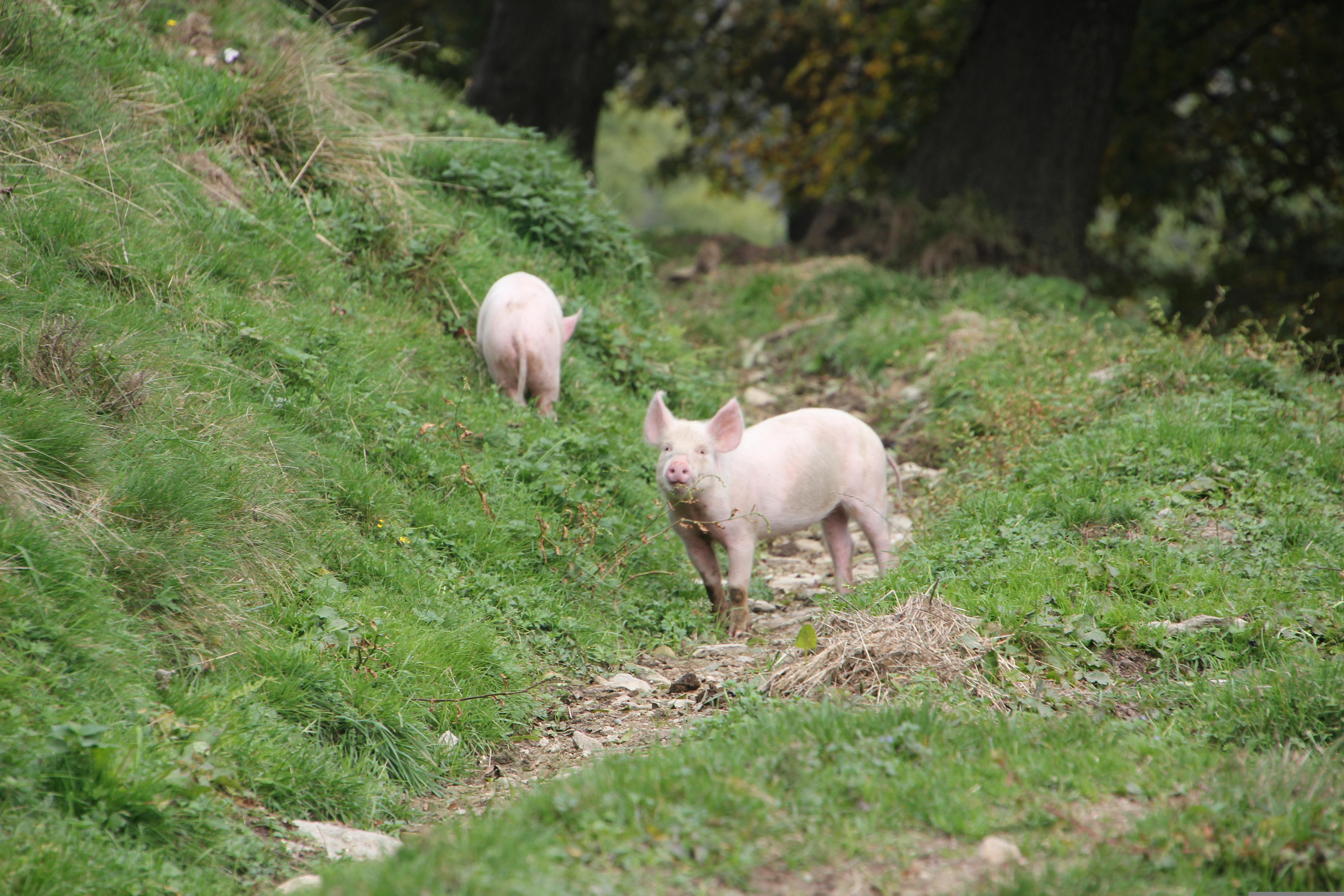 Familien mit Kindern lernen das Leben eines Schweins auf dem Bauernhof kennen Für Eltern mit Kindern von 4 bis 10 Jahren